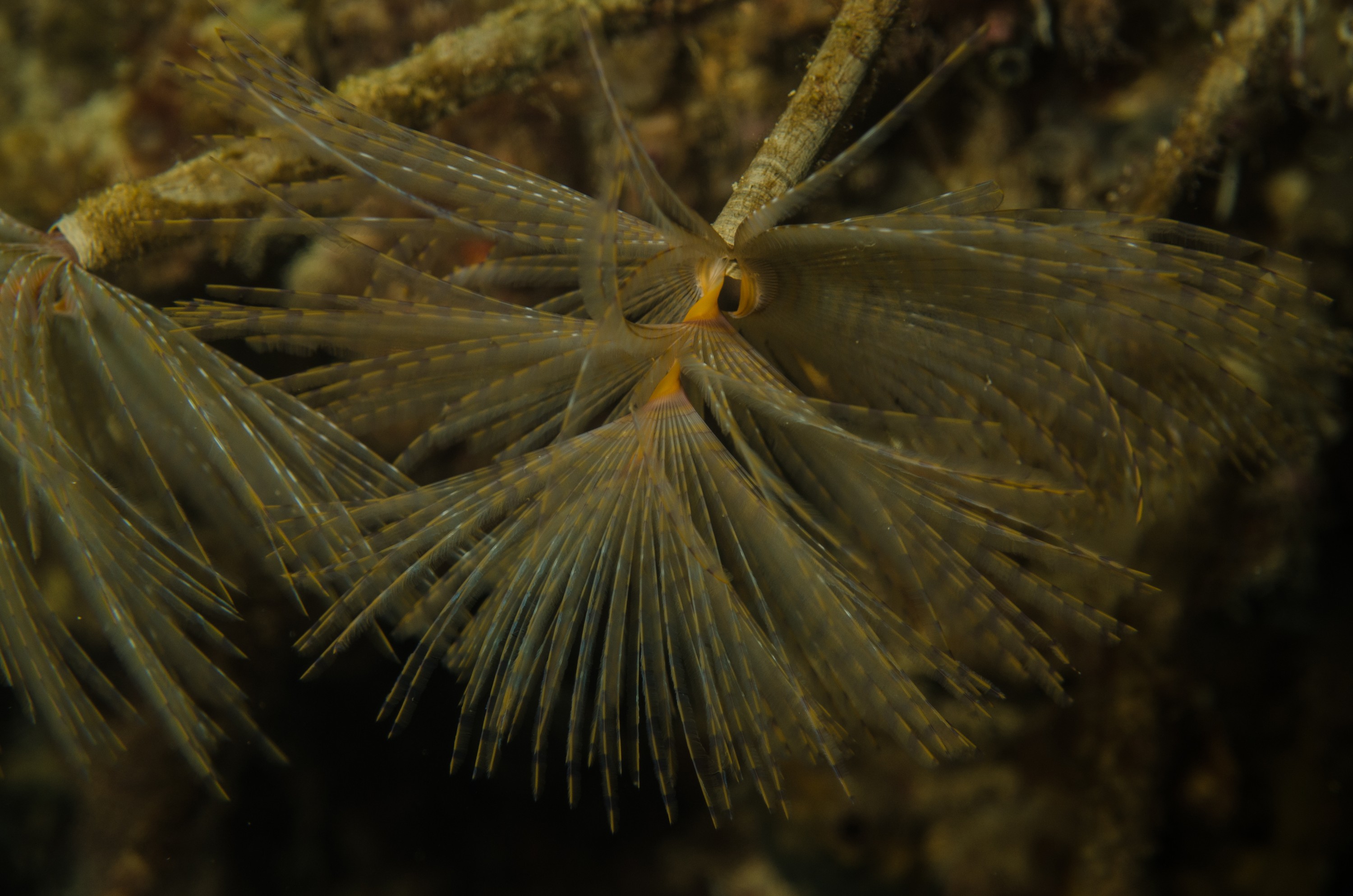 DSC_3160 – Mediterranean, fanworm, Sabella, spallanzanii, marine, pest, Auckland, underwater, crispin, nz, new, zealand, new zealand, fan, worm, marine, pest, invasive, Biosecurity